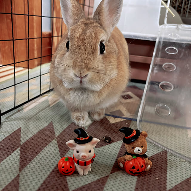 portulacaさんの部屋