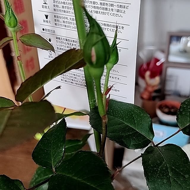kiraさんの部屋