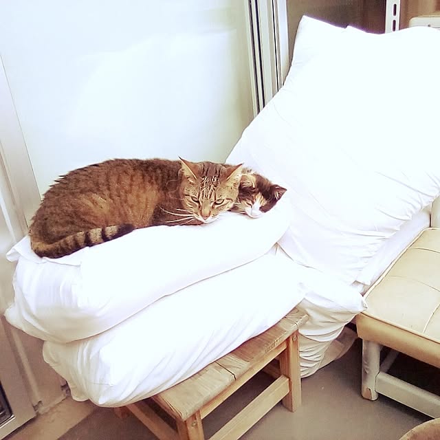 catloveさんの実例写真