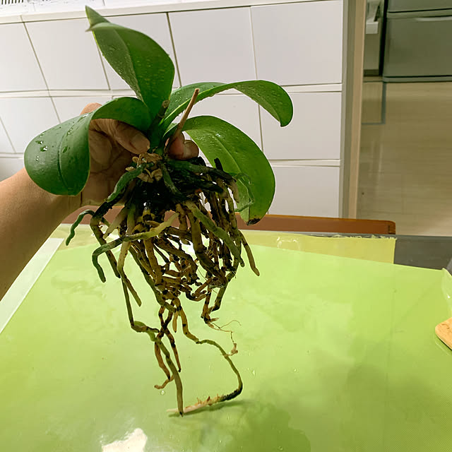 eshinobumさんの実例写真