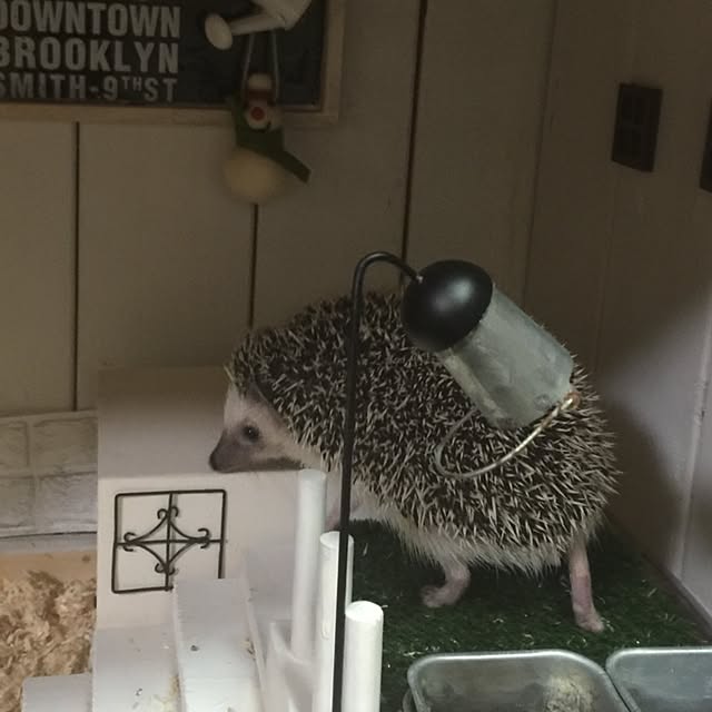 RURULOVEさんの実例写真