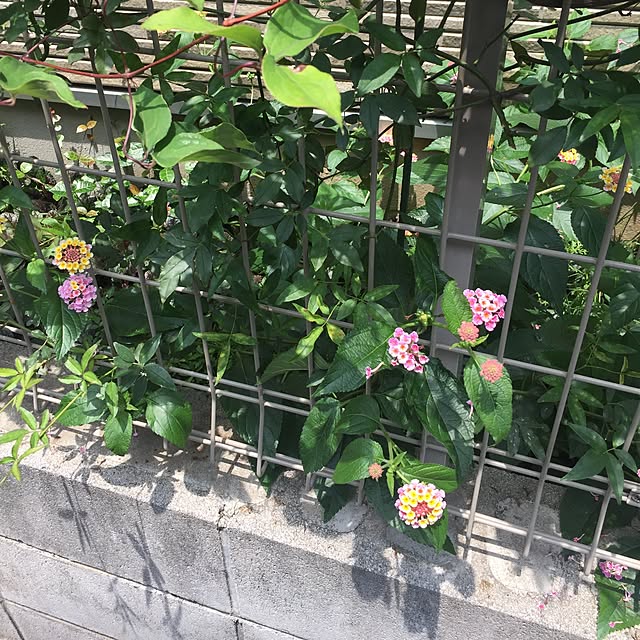 fu-mufumuさんの実例写真
