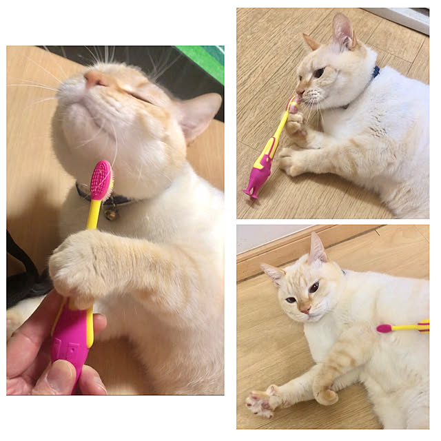 milkさんの実例写真