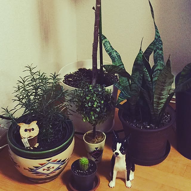 Yukoさんの実例写真