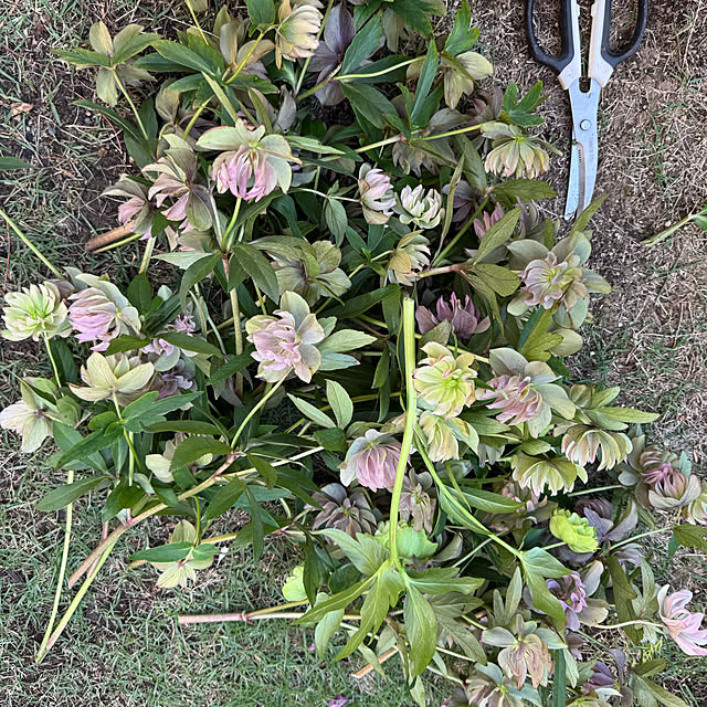 mamizaさんの実例写真