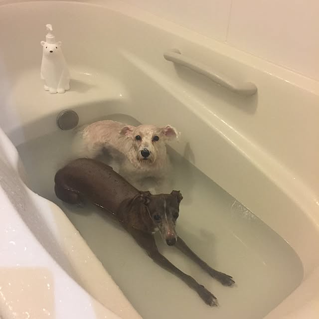 suzyさんの実例写真