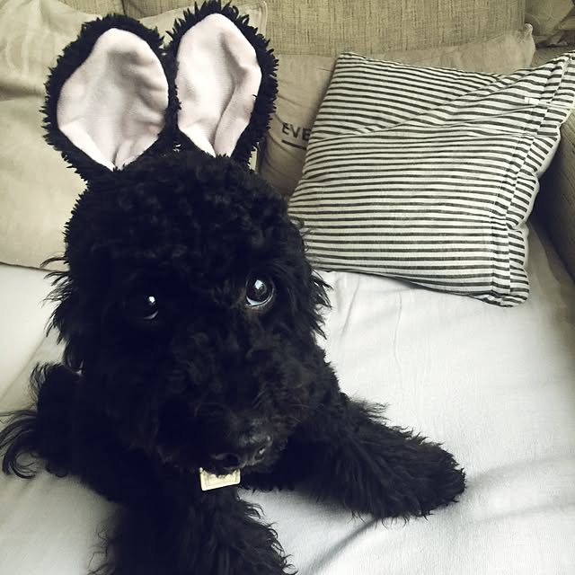 UNI.mamaさんの実例写真