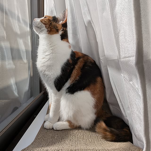 sinsinさんの実例写真