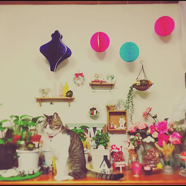 pandanoamiさんの実例写真