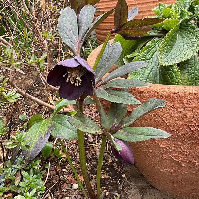 mamizaさんの部屋