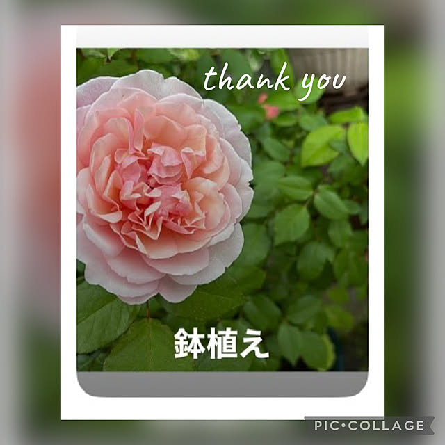 CoCo0617さんの実例写真