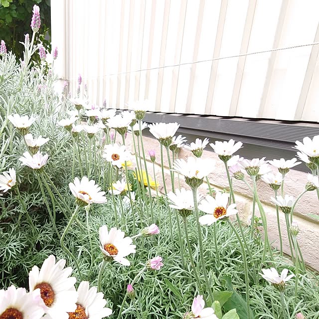 fleur-mamanさんの部屋