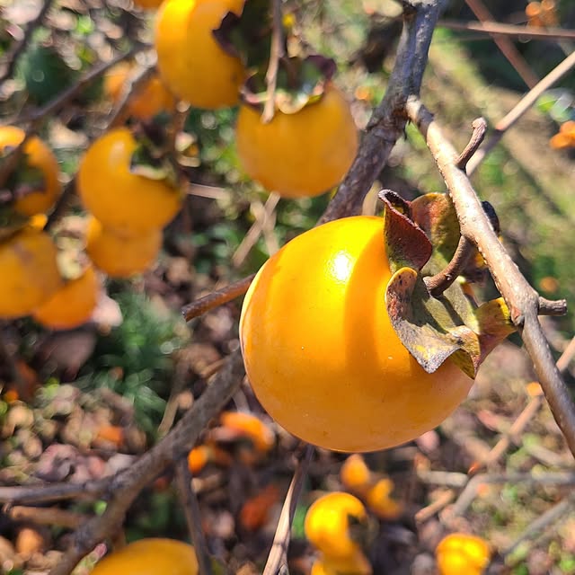 Rubiconさんの部屋