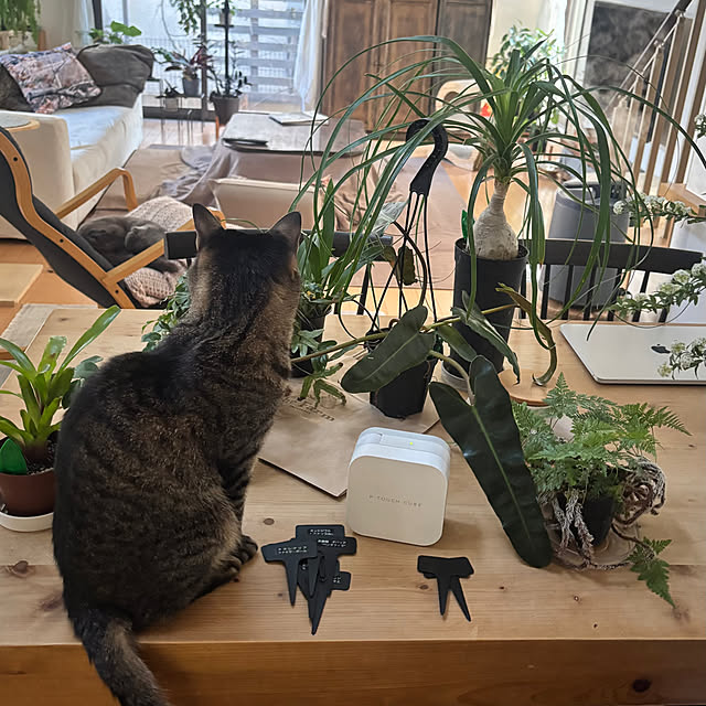 greycatsさんの部屋