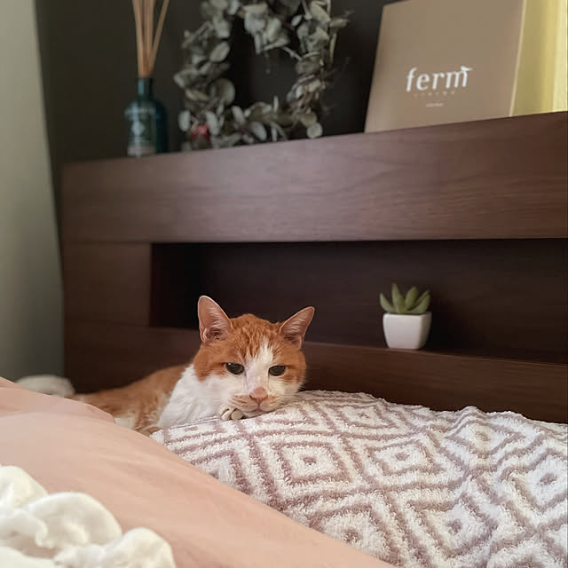 miruさんの実例写真