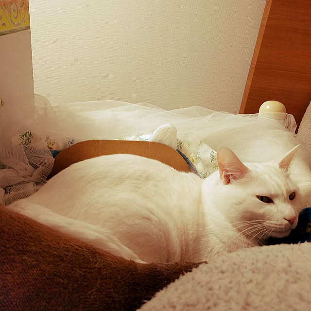 keikomokonさんの実例写真