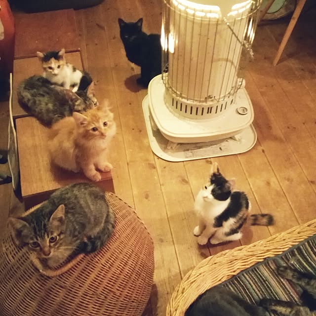 Maki-nekomamireさんの実例写真
