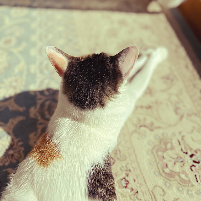 coedodecoさんの実例写真