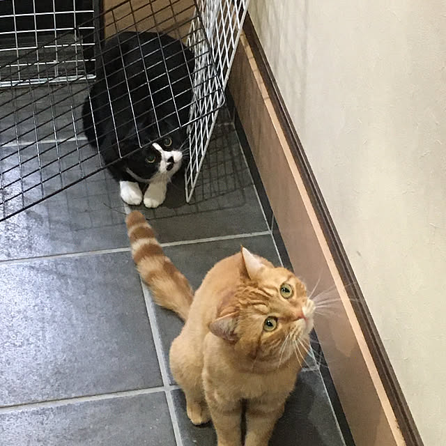nekoさんの実例写真