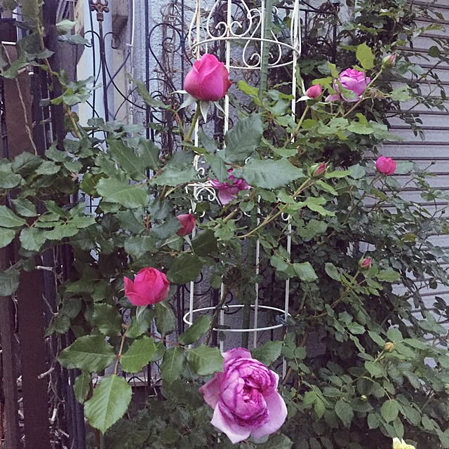 greenroseさんの実例写真