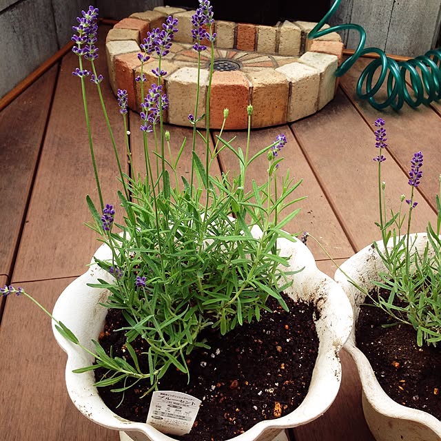 suzuさんの実例写真