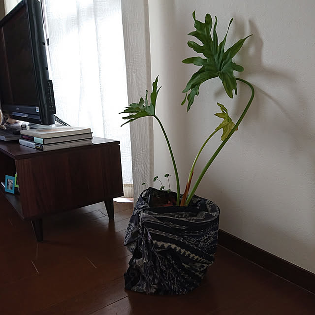 kakkaさんの実例写真
