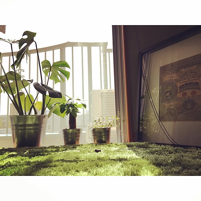 Shihoさんの実例写真