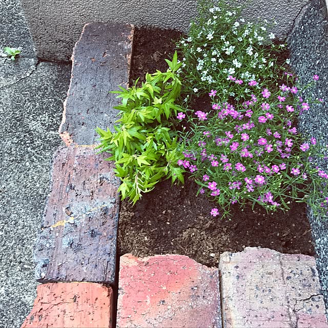 seroriさんの実例写真