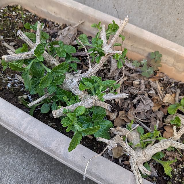 mofukoさんの部屋