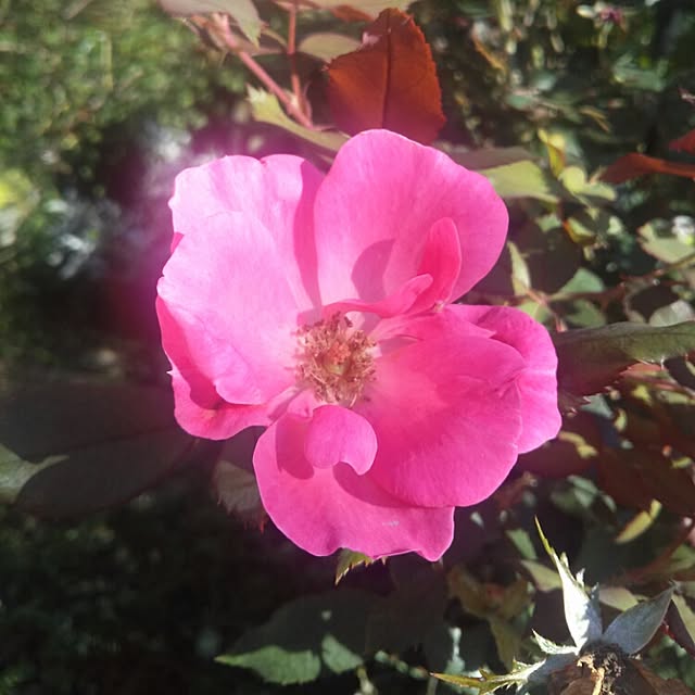 rosemaryさんの実例写真