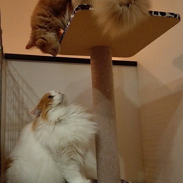 1ldksさんの実例写真