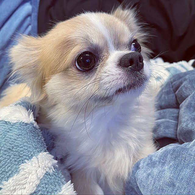 rhcmayuさんの実例写真