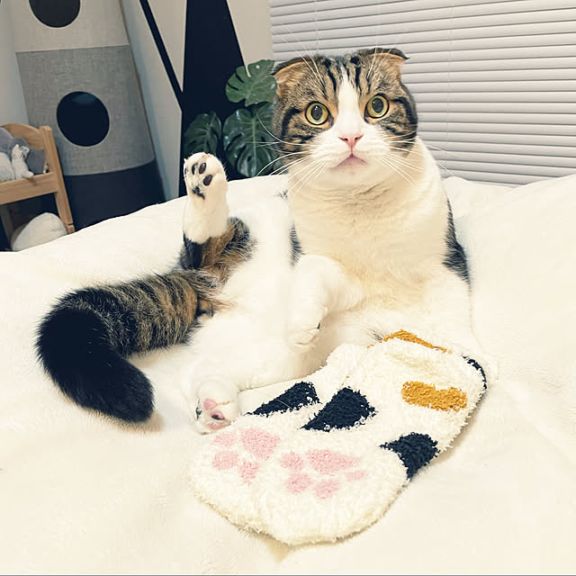 tansukeさんの実例写真