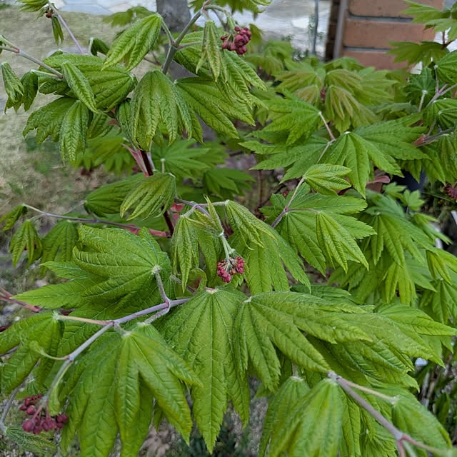 dadaさんの実例写真