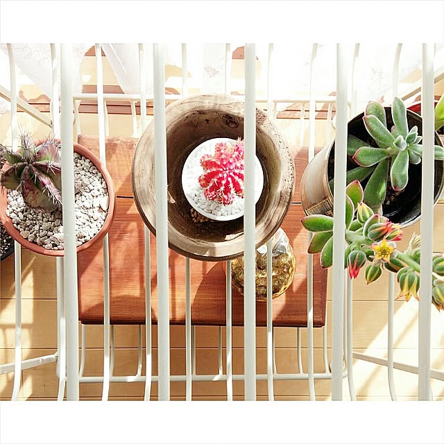 coKoさんの実例写真