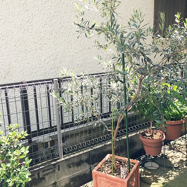 Shion+さんの実例写真