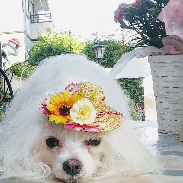 sacchanさんの実例写真