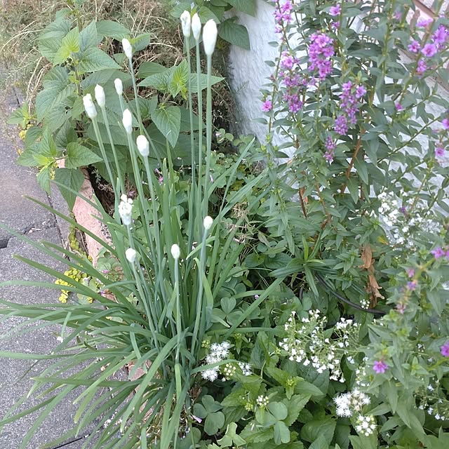 Hujikoさんの部屋