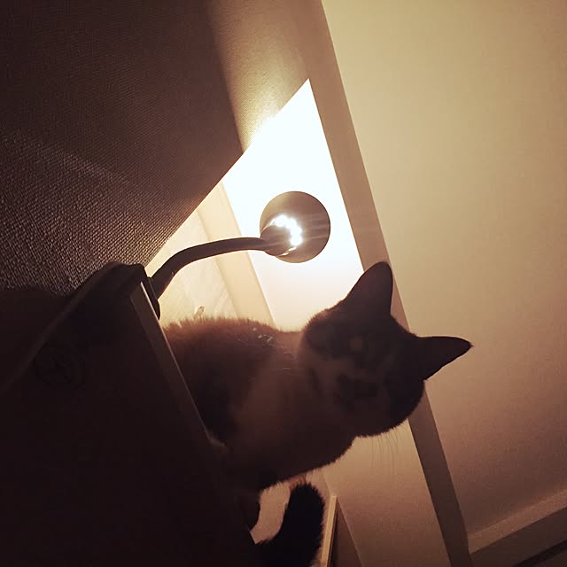 bowbowcoさんの実例写真