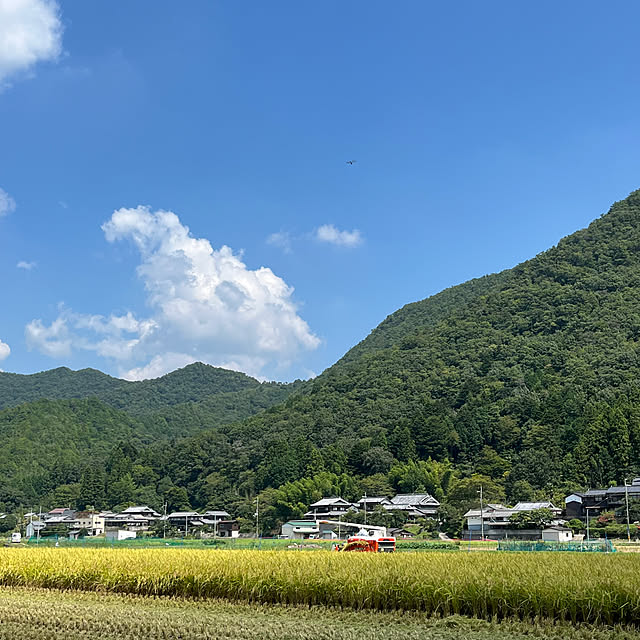 実例写真