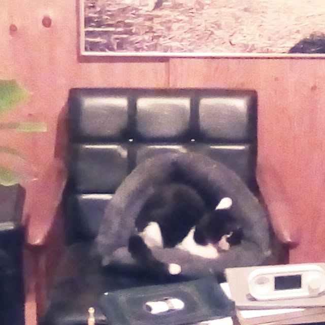 catloveさんの実例写真
