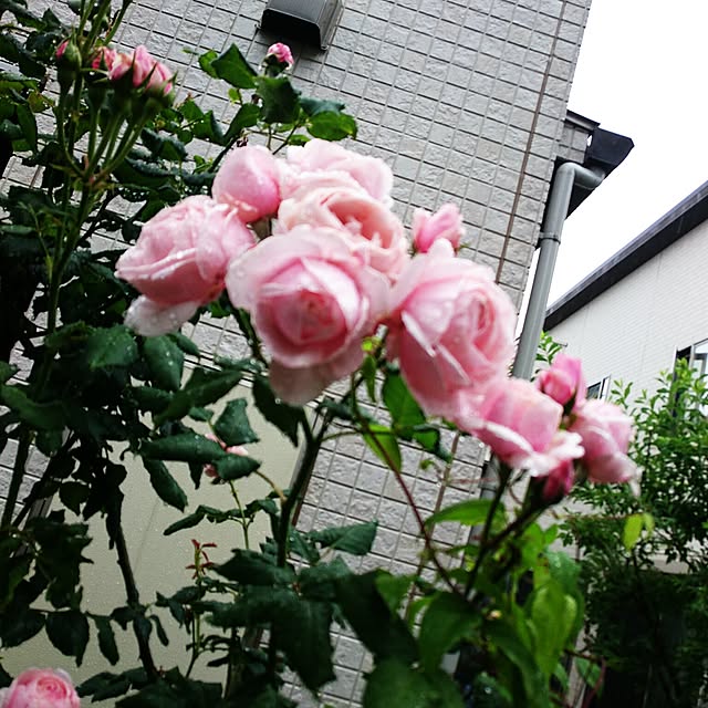 mimi828さんの実例写真
