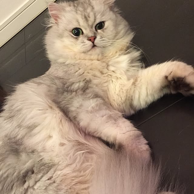 horurunさんの実例写真