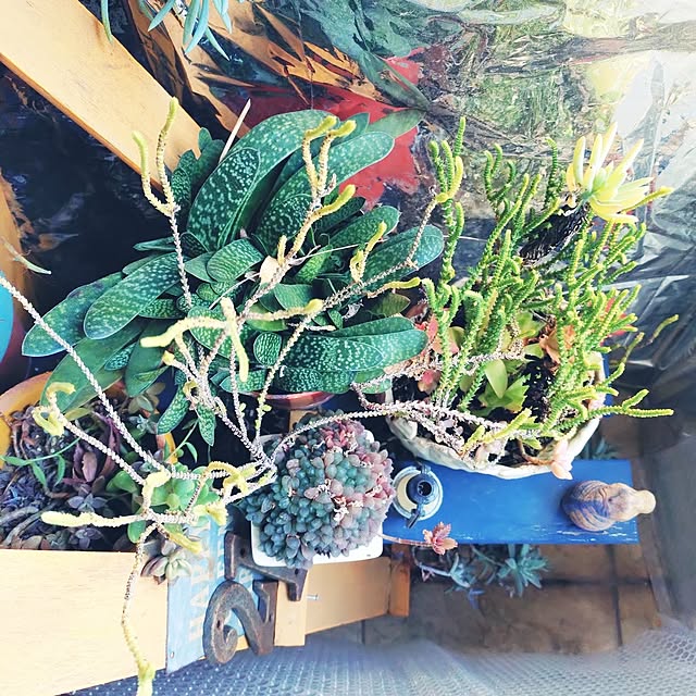 urchinさんの部屋