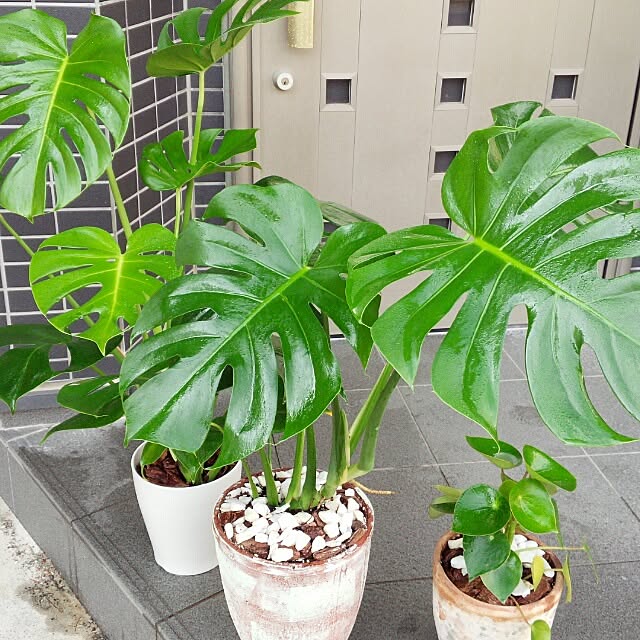 mimiccyoさんの実例写真