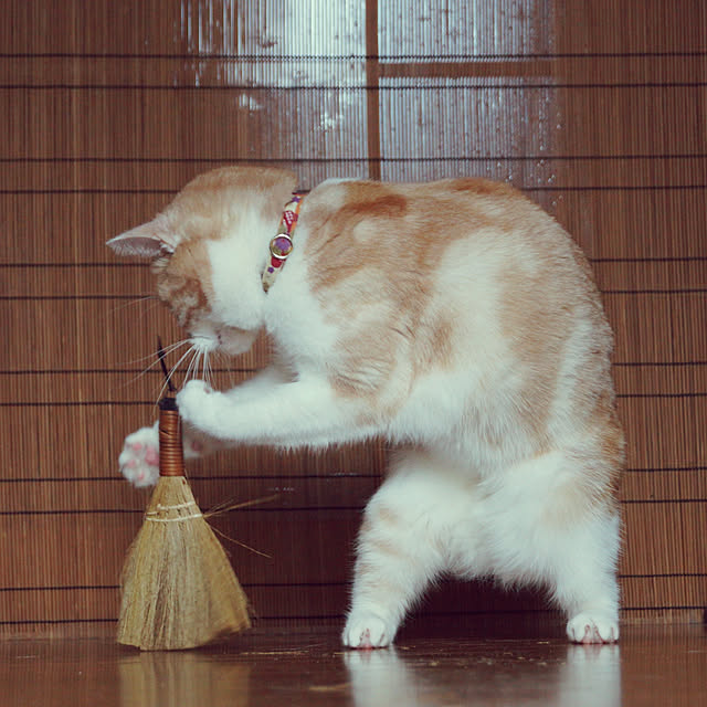 kobakissaさんの実例写真
