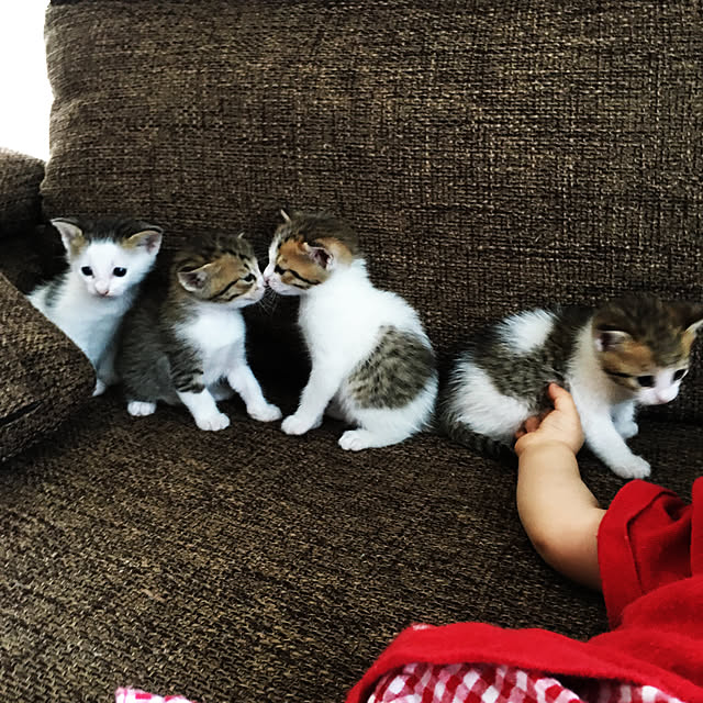 piyolandさんの実例写真