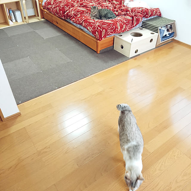 ベッド周り/ニトリ/猫と暮らす/雑貨/猫との暮らし...などのインテリア実例 - 2021-04-13 21:30:35