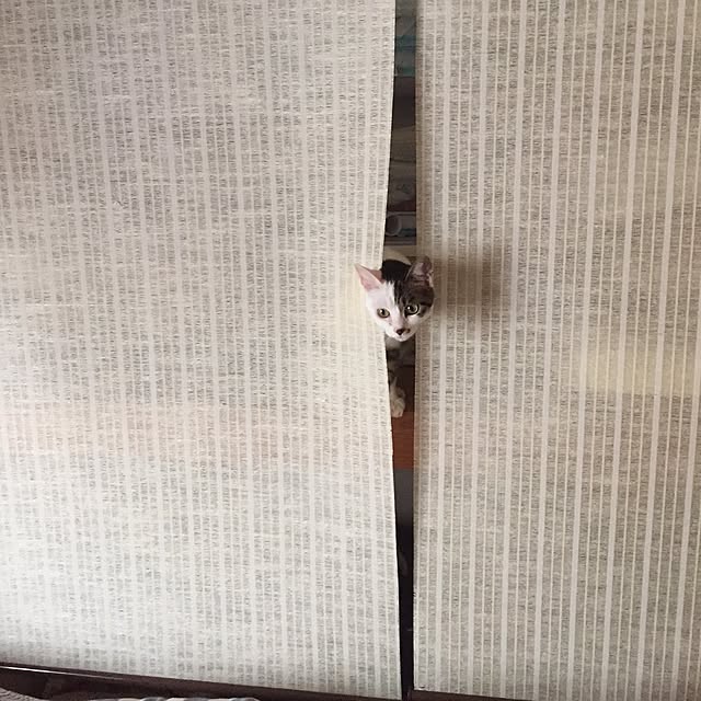 yocchiさんの実例写真