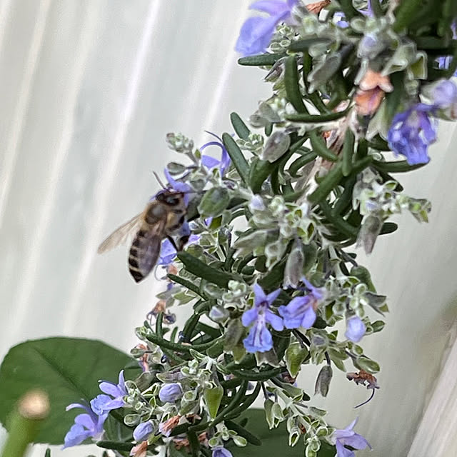 seiseiさんの実例写真